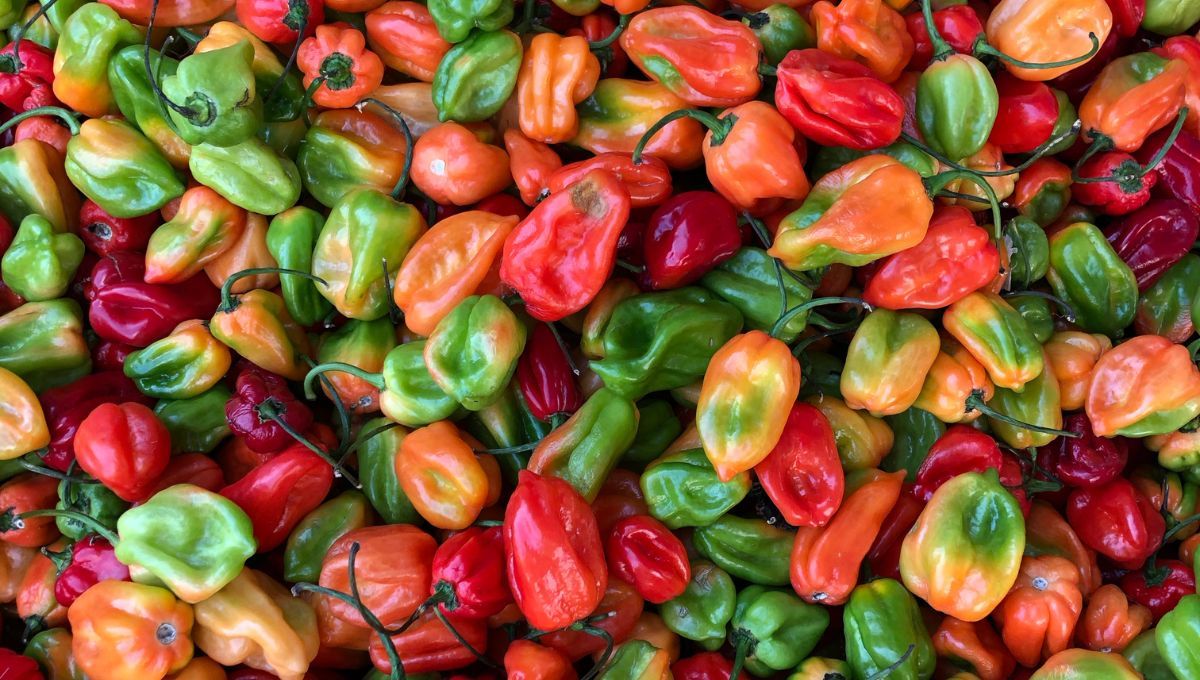 Chile habanero. Chile habanero.