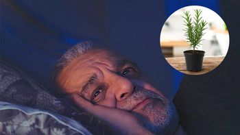 Ni en la almohada, ni en la ducha: cómo usar la planta de romero para eliminar el insomnio Ni en la almohada, ni en la ducha: cómo usar la planta de romero para eliminar el insomnio