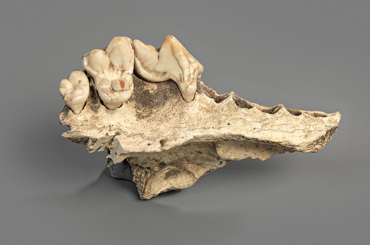 Uno de los huesos analizados para llegar al descubrimiento. Uno de los huesos analizados para llegar al descubrimiento.