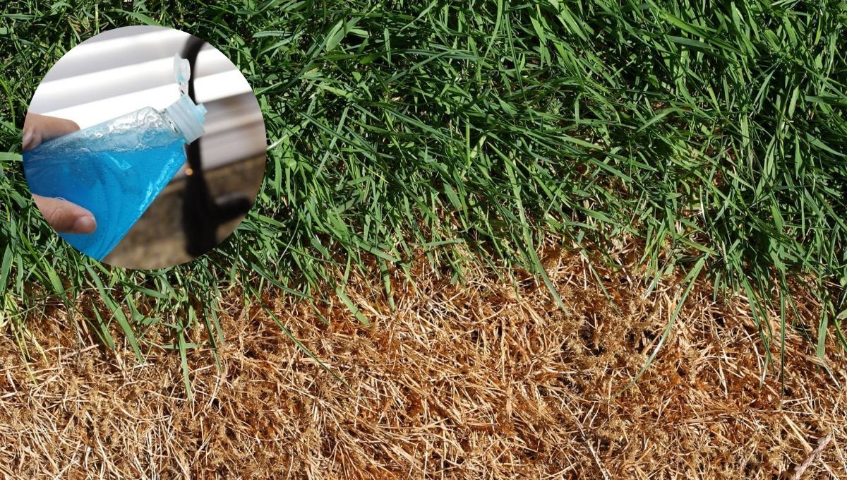 Cómo recuperar el césped quemado del jardín usando detergente: truco de jardinería efectivo