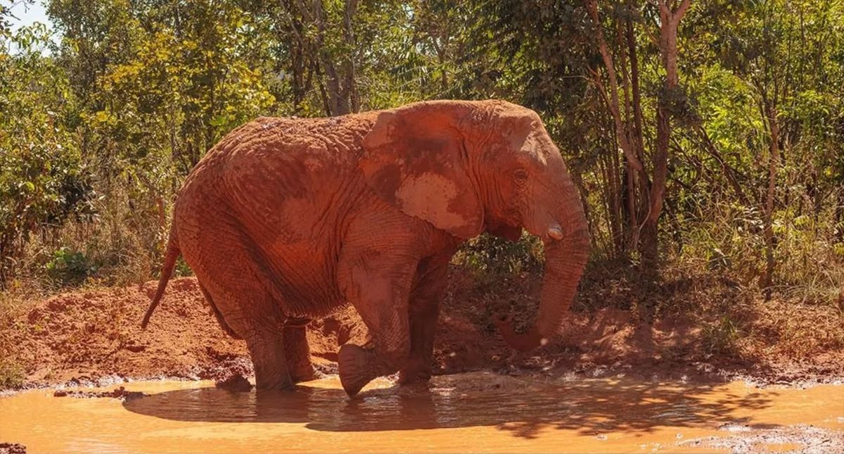 La elefanta Kenya enfermó en la última semana y presentó problemas respiratorios que fueron atendidos de inmediato. La elefanta Kenya enfermó en la última semana y presentó problemas respiratorios que fueron atendidos de inmediato.