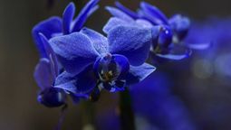 Orquídeas: el color de sus flores dirá mucho sobre tus intensiones.