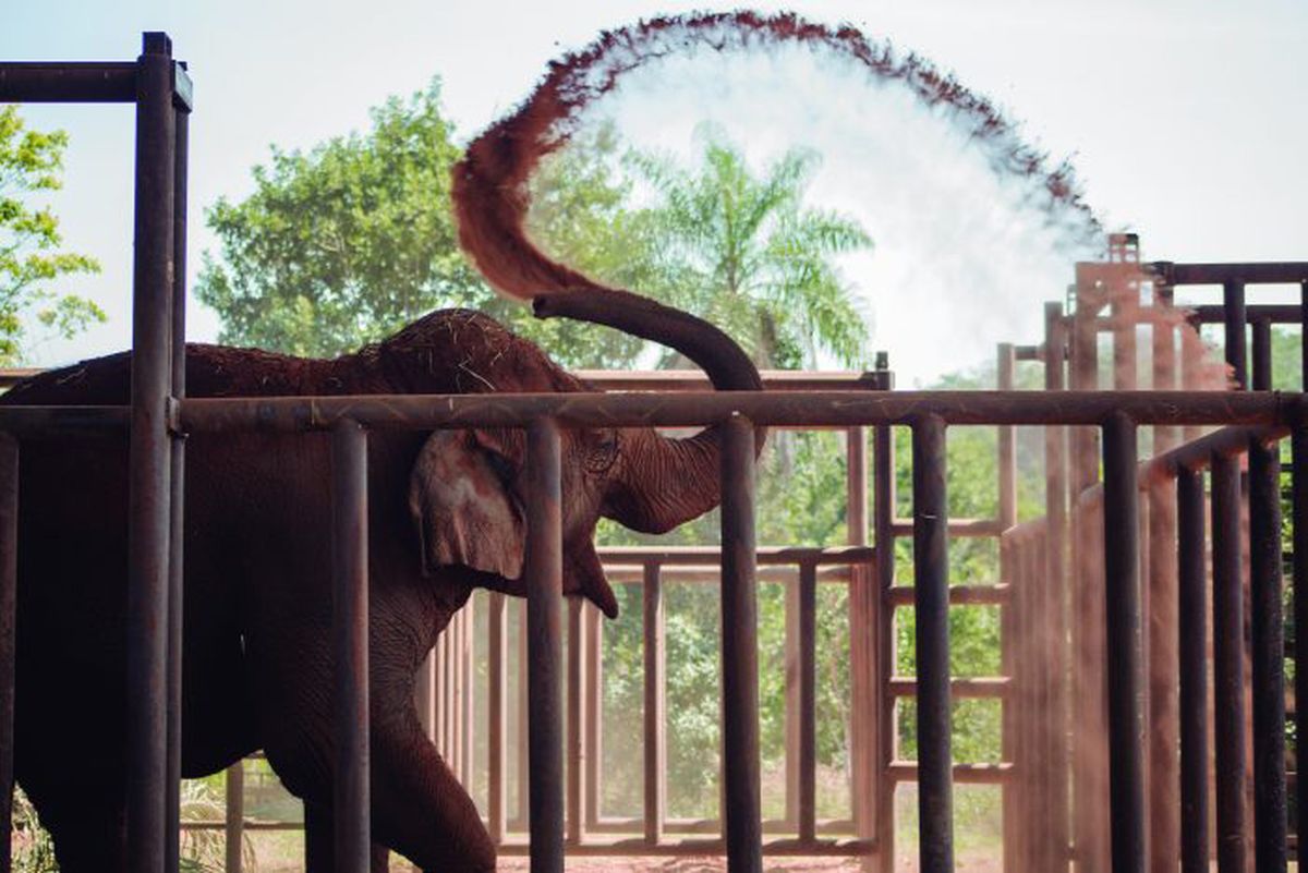 Pocha disfruta de los baños de tierra y mucho más los de barro en su nuevo hogar en Brasil.