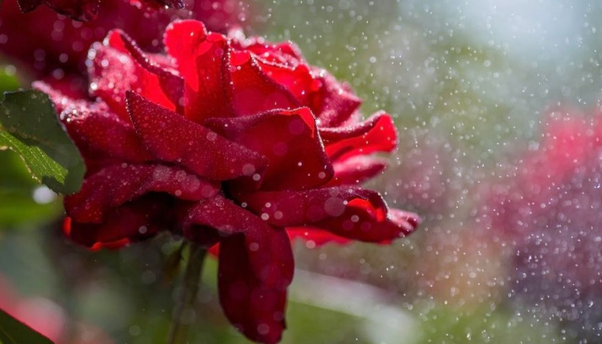 ¿Cuál es la mejor hora para regar una planta de rosas en verano? Descúbrelo en este artículo. ¿Cuál es la mejor hora para regar una planta de rosas en verano? Descúbrelo en este artículo.