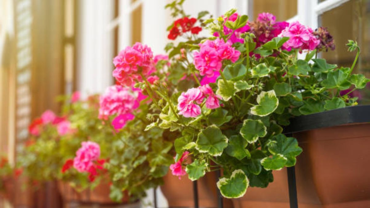 Las plantas que son perfectas para tener en el balcón en febrero: no exigen cuidados de jardinería y soportan el sol directo