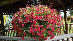 Esta planta es más resistente y presenta más flores que la petunia. Imagen: Pexels.