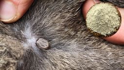 Muchos dueños prefieren el uso de elementos caseros para eliminar los problemas en su mascota. Muchos dueños prefieren el uso de elementos caseros para eliminar los problemas en su mascota.