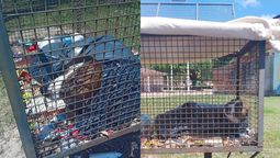 La triste historia de un perro en Santiago del Estero, que fue abandonado en un canasto de la basura y no murió de milagro.