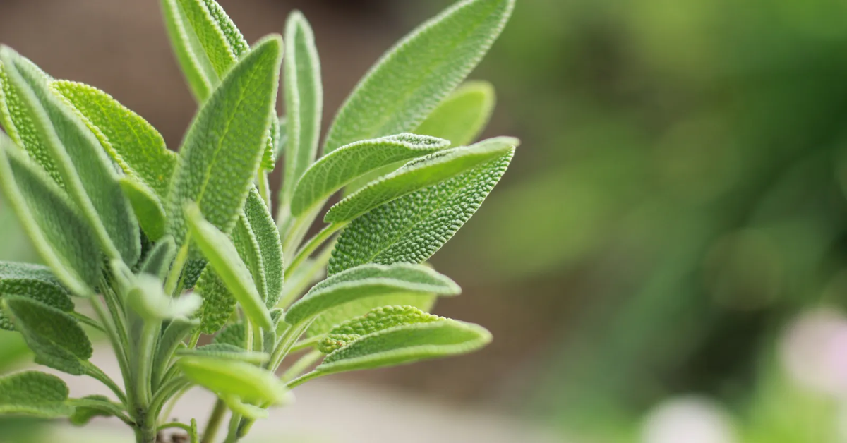 La salvia es una planta que ayuda a activar la circulación de la sangre y equilibrar el sistema nervioso. La salvia es una planta que ayuda a activar la circulación de la sangre y equilibrar el sistema nervioso.