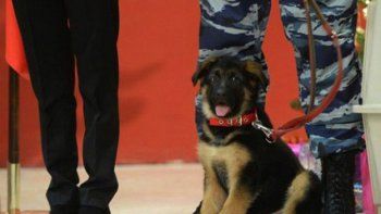 Rusia le regaló un cachorro a Francia para remplazar al perro policía que murió en Saint Denis