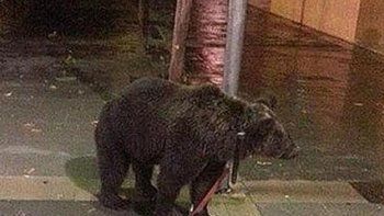 Denunciaron a un domador por atar a un oso a un farol para ir a un bar