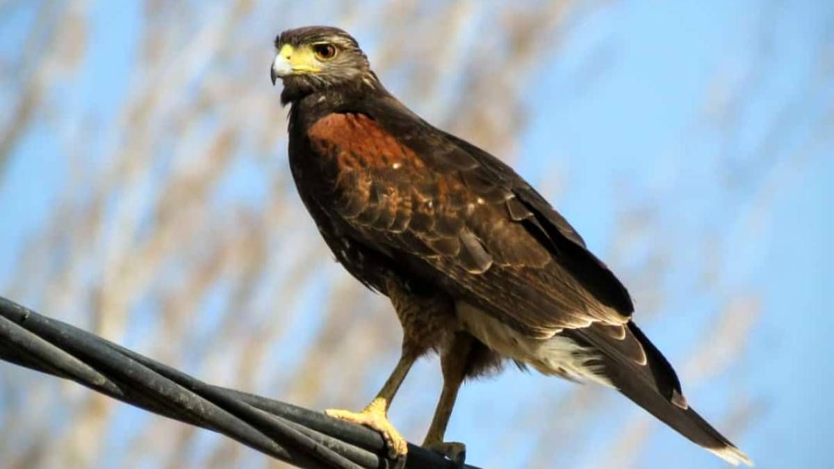 Los gavilanes mixtos son aves rapaces que habitan en plazas de la Ciudad de Mendoza.