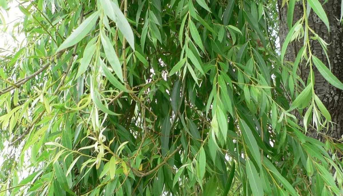 Cómo cultivar un sauce llorón enano en maceta para transformar tu jardín en un paraíso verde