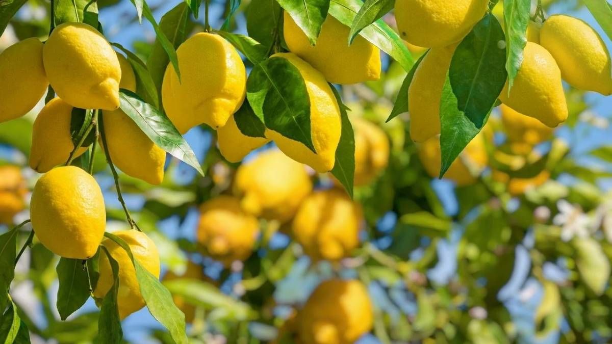 El ABONO CASERO que es oro en polvo para el LIMONERO y se hace con un ...