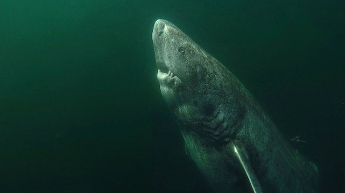Tiburón de Groenlandia: tiene 392 años.