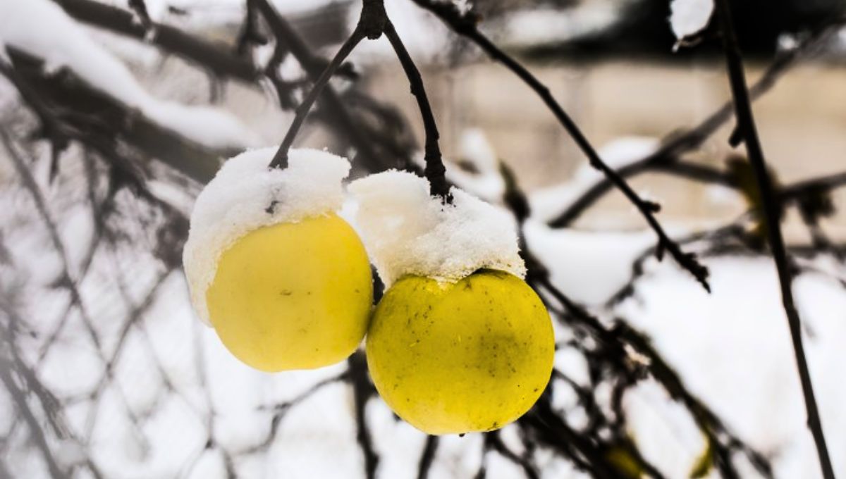 El frío puede traer serias consecuencias negativas para tu árbol limonero