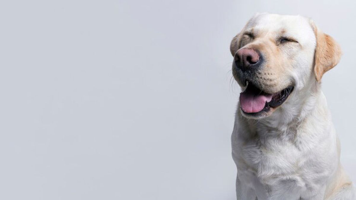 Hay palabras que hacen feliz a un perro. Hay palabras que hacen feliz a un perro.