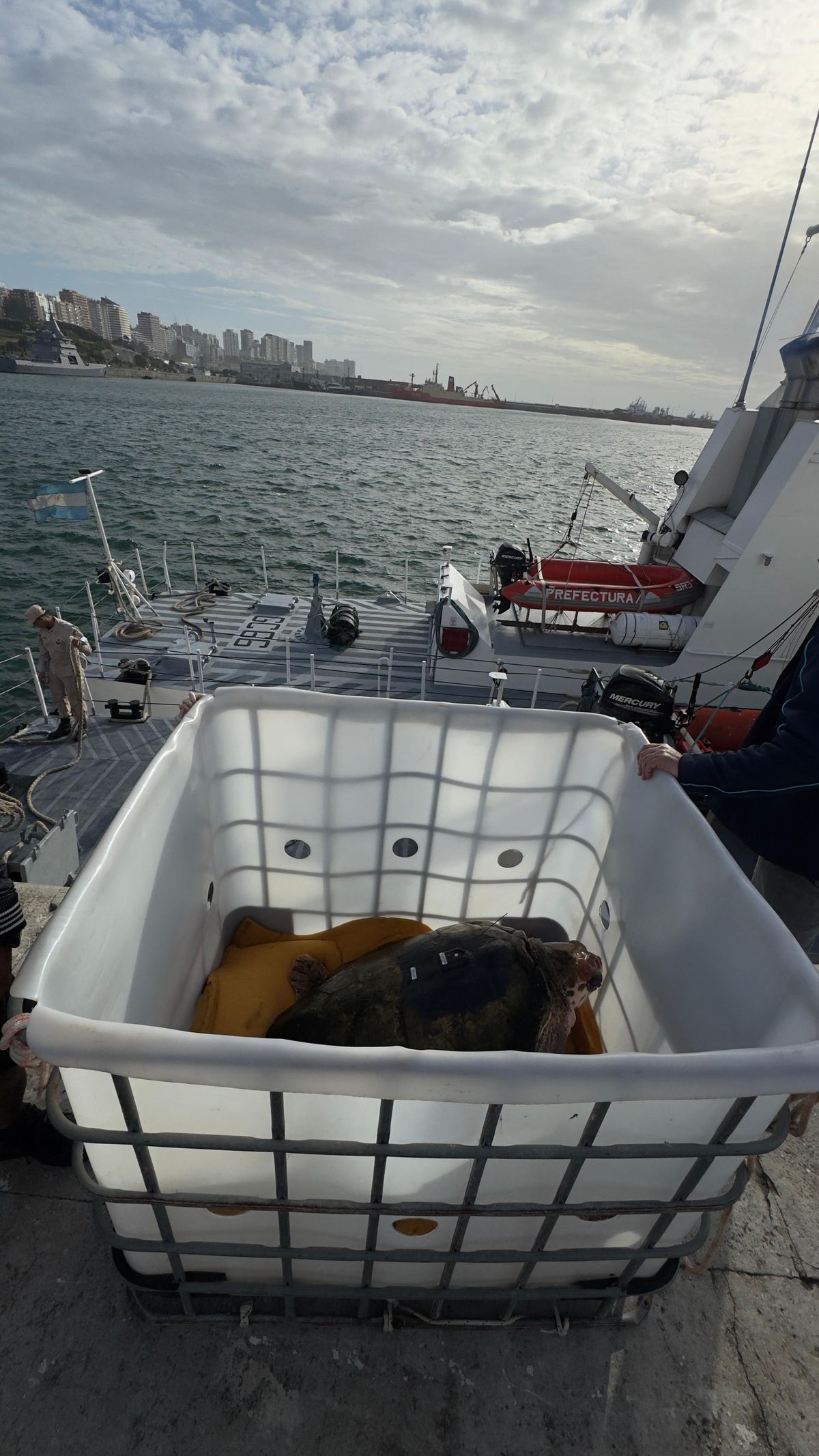 Así fue trasladado el tortugo Jorge por Prefectura Naval mar adentro, hasta el lugar donde fue liberado. Así fue trasladado el tortugo Jorge por Prefectura Naval mar adentro, hasta el lugar donde fue liberado.