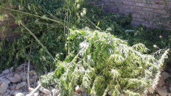 Secuestraron 36 plantas de marihuana de una casa
