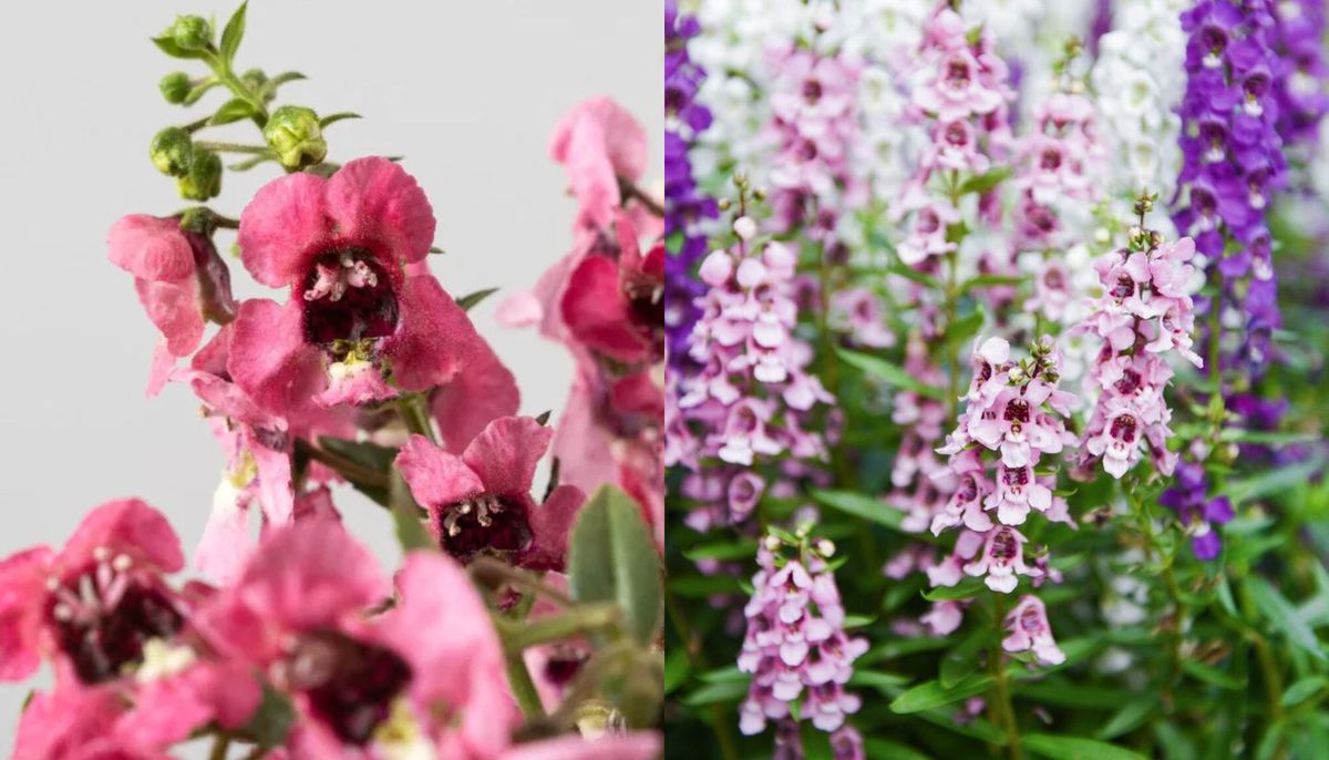 Las flores de la planta desprenden un suave y agradable aroma afrutado.