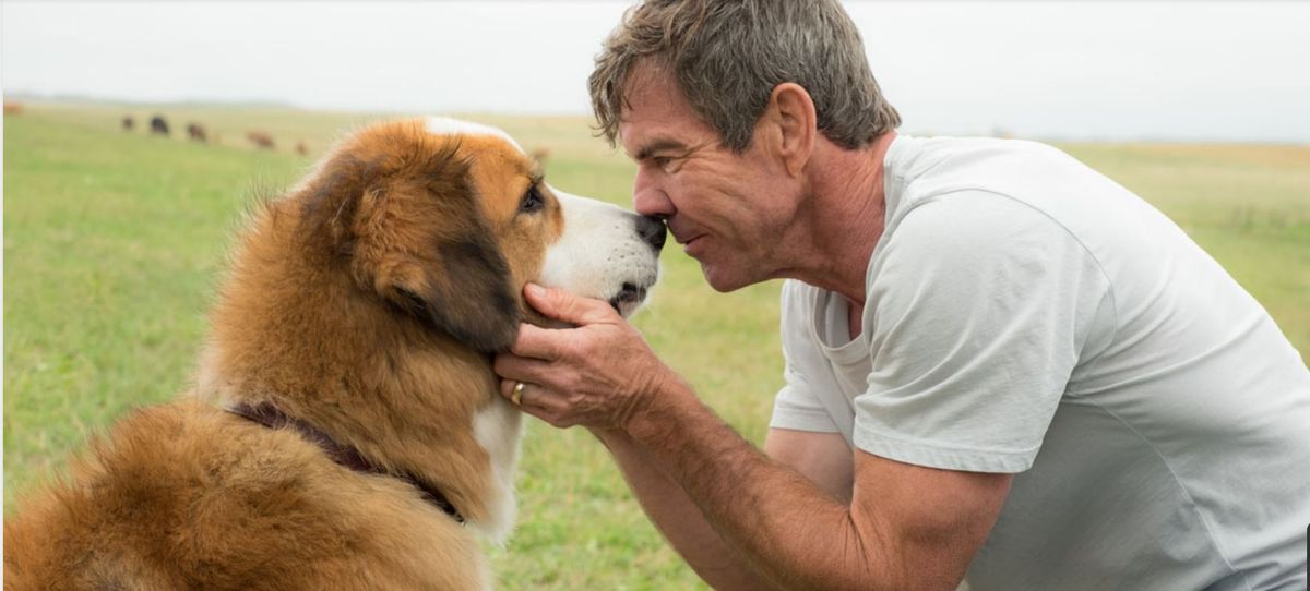 Streaming. HBO Max tiene la emocionante película sobre un perro que te hará llorar.