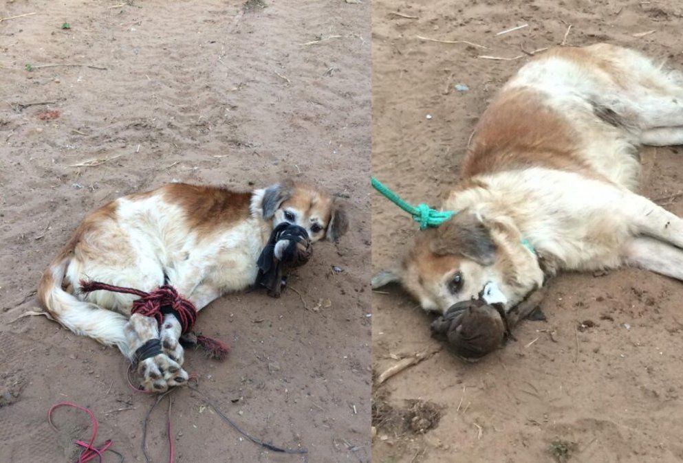 Indignante. Este perrito fue víctima de maltrato animal.