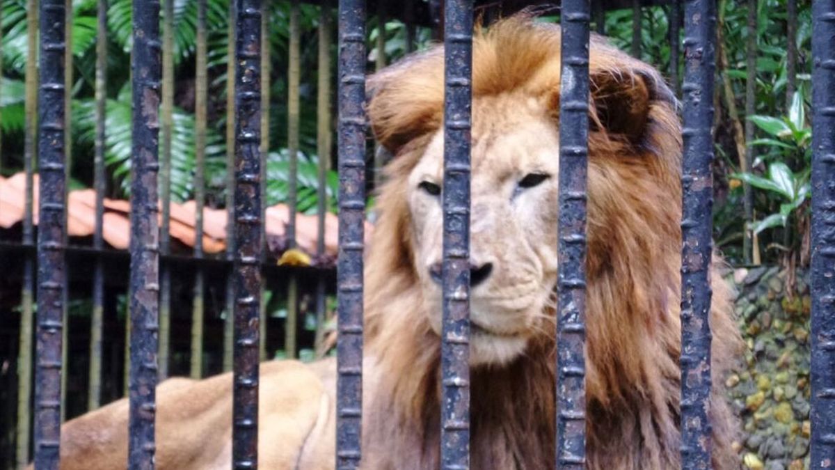 Murió el único león de Costa Rica