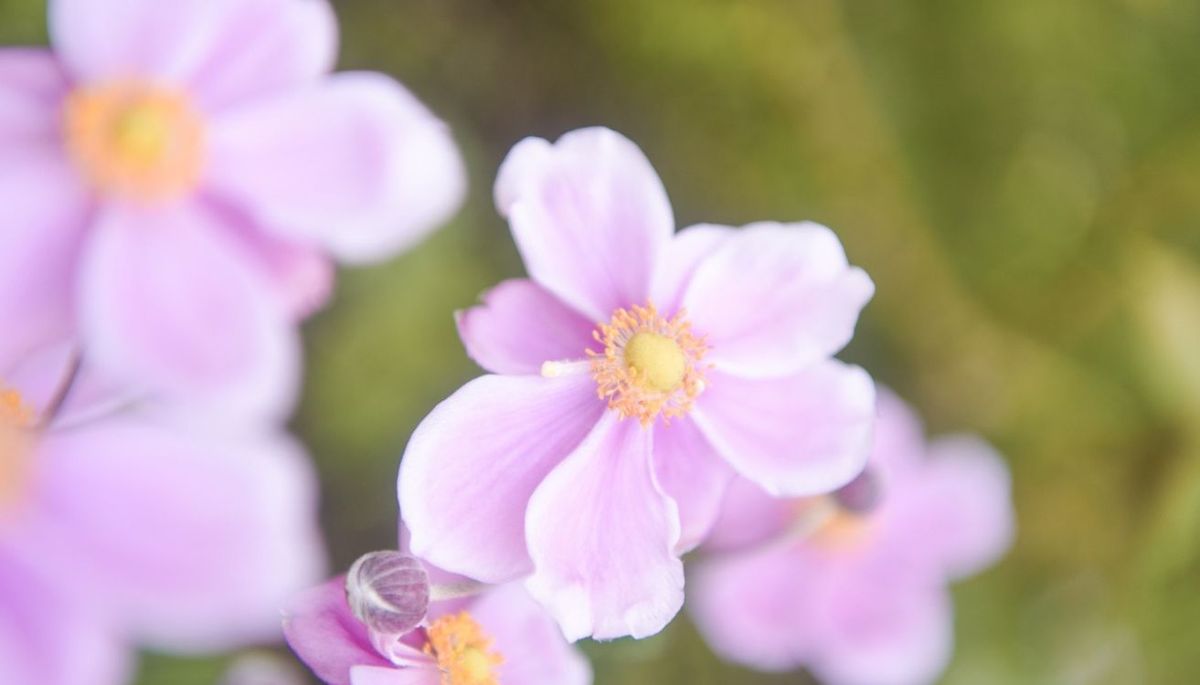 Esta planta es nativa de China. Imagen: Freepik.