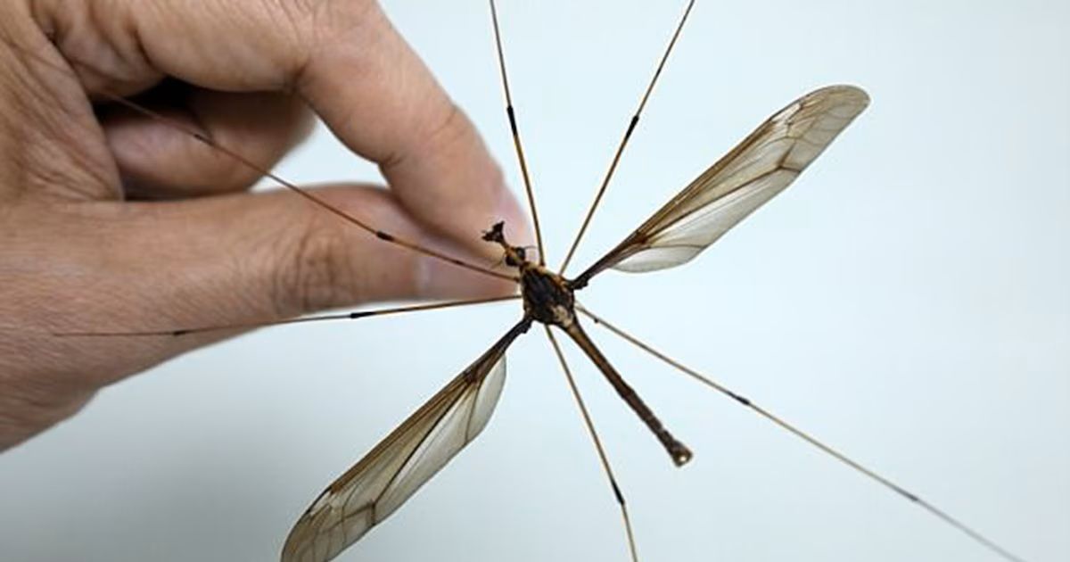 El Holorusia mikado no es un mosquito regular. El Holorusia mikado no es un mosquito regular.