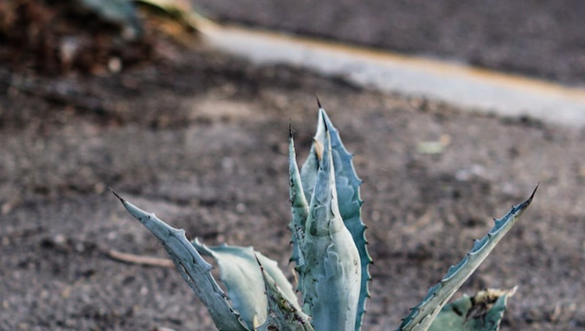 La planta de aloe vera puede sobrevivir al frío con un elemento casero.&nbsp;