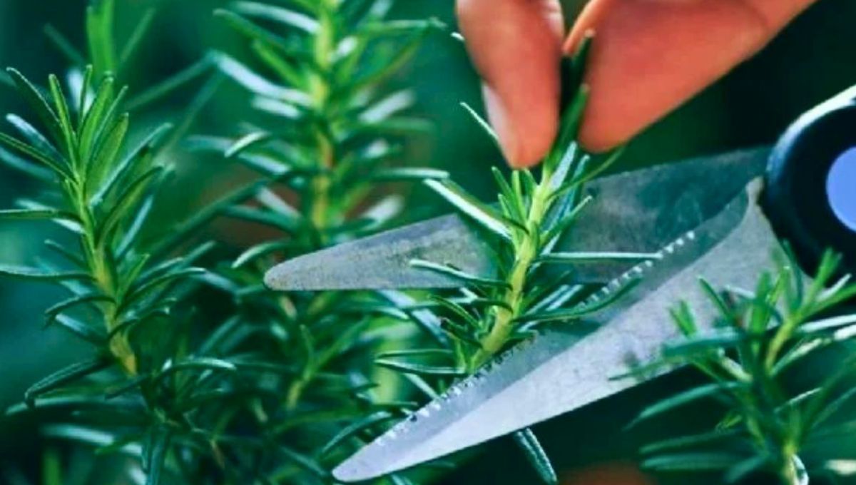 Los mejores esquejes de la planta de romero son aquellos que miden entre 10 y 15 cent&iacute;metros.&nbsp;