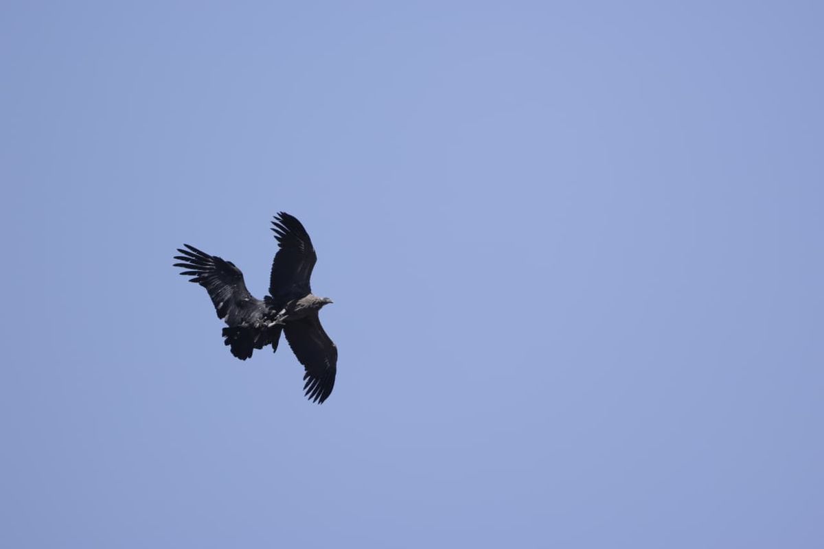 Esta temporada ya han sido recuperados y reinsertados dos cóndores andinos. Esta temporada ya han sido recuperados y reinsertados dos cóndores andinos.