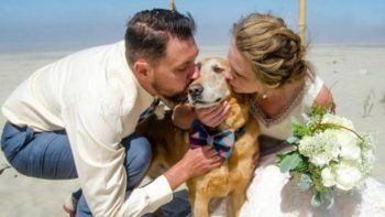 Le diagnostican cáncer a su perro y lo llevan a ver el mar por primera, y última vez