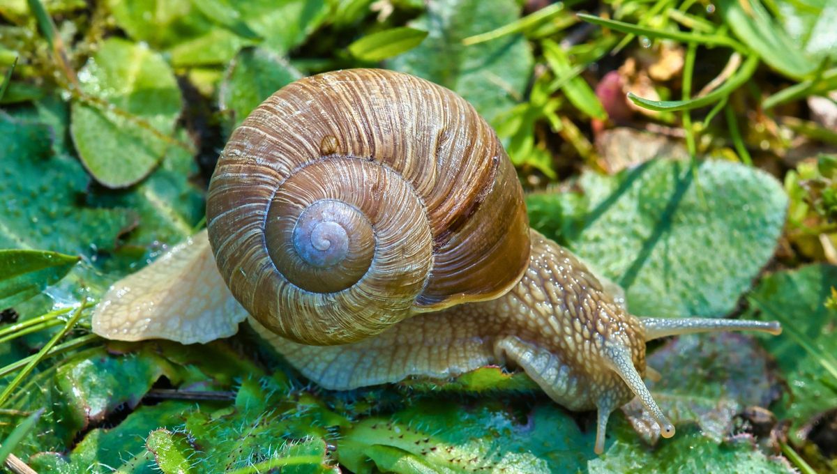 Otro aspecto a considerar dependiendo el significado, es su color y la cantidad de caracoles que aparezcan. Otro aspecto a considerar dependiendo el significado, es su color y la cantidad de caracoles que aparezcan.