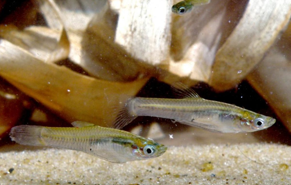 Mojarras larvíferas se comen a las larvas del mosquito que transmite el dengue. Mojarras larvíferas se comen a las larvas del mosquito que transmite el dengue.