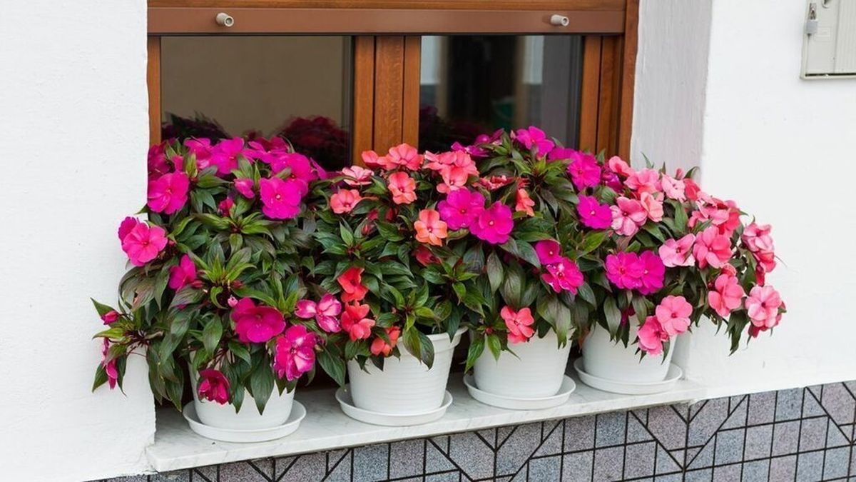 Esta planta florece en primavera y verano. Sin embargo, si se encuentra en un lugar protegido, de temperaturas cálidas, florece todo el año. Imagen: Freepik. Esta planta florece en primavera y verano. Sin embargo, si se encuentra en un lugar protegido, de temperaturas cálidas, florece todo el año. Imagen: Freepik.