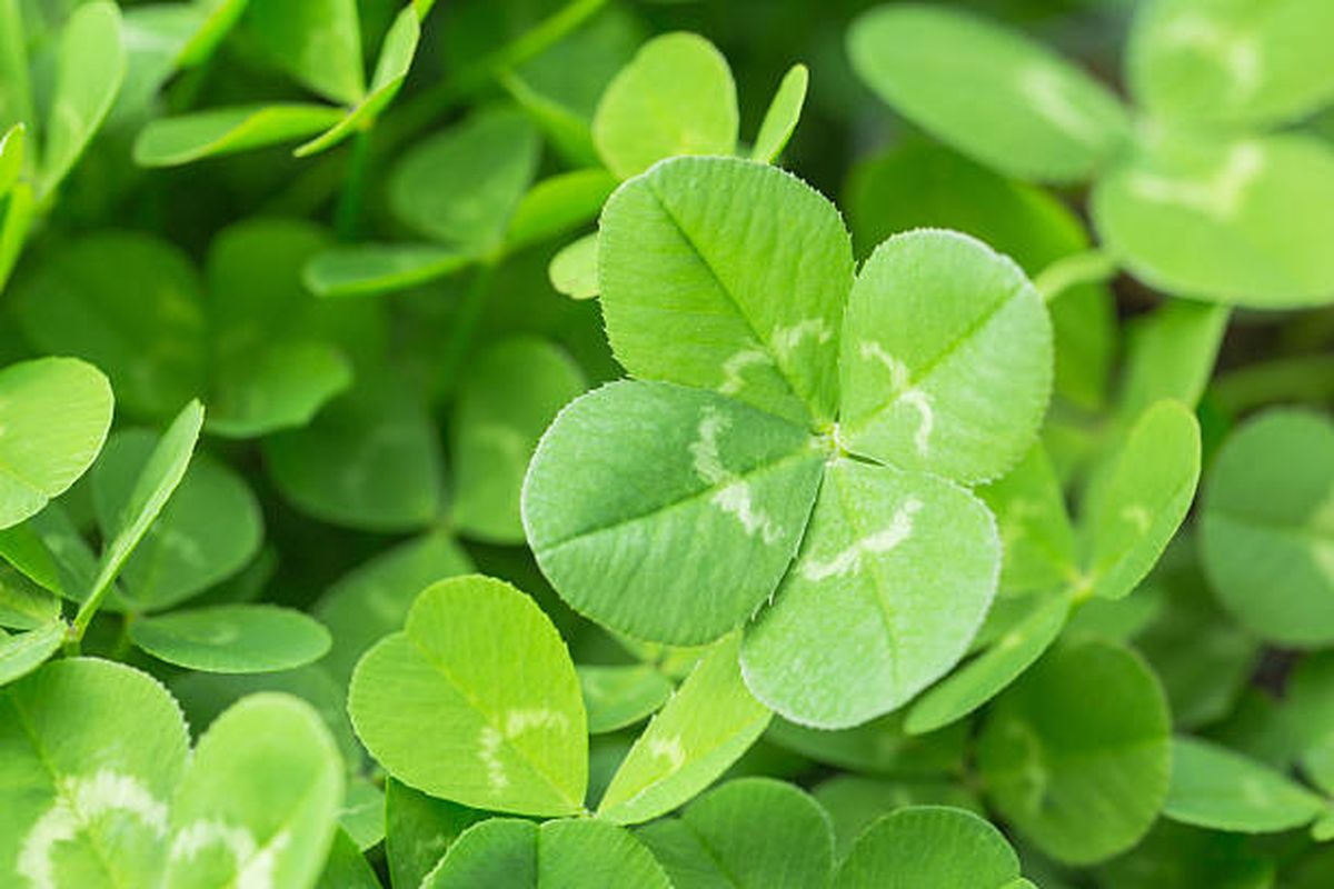 Esto pasa si encontrás un trébol de cuatro hojas. Esto pasa si encontrás un trébol de cuatro hojas.