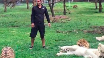 Un tigre interceptó un ataque de leopardo en el aire