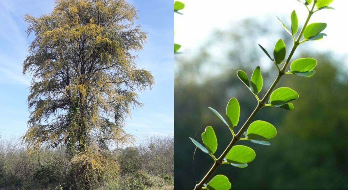 La madera de este árbol desprende un aroma dulce al quemarse, pero solo se aprovecha tras morir naturalmente.