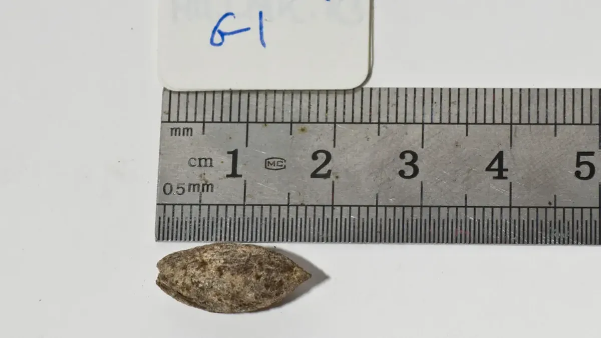 La semilla de la que salió el nuevo árbol tenía 1000 años de antigüedad.