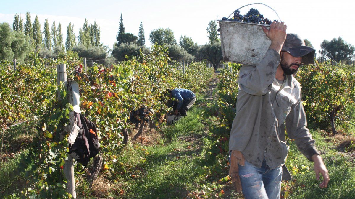 Una de las claves de la cosecha en Mendoza es que haya agua disponible.