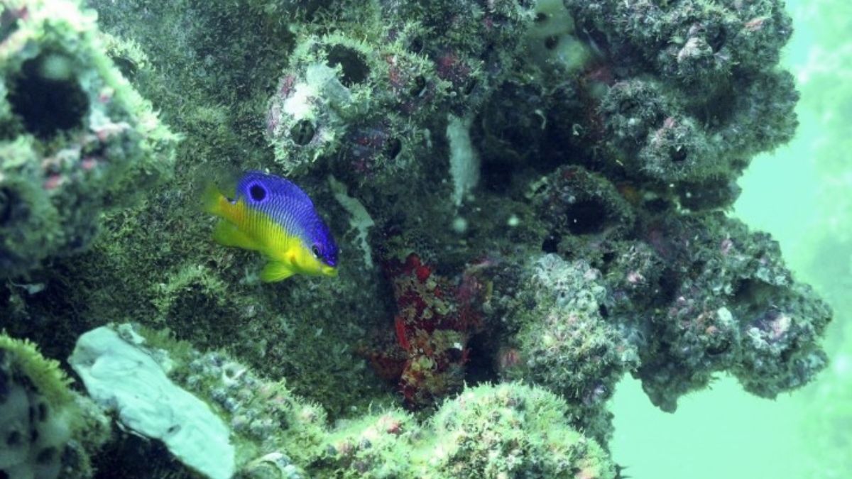 El ecosistema de la plataforma alberga peces damisela y otras especies vitales para la pesca artesanal en el norte de Perú, por lo que atrae a pescadores artesanales y buceadores (Imagen: Yuri Hooker) El ecosistema de la plataforma alberga peces damisela y otras especies vitales para la pesca artesanal en el norte de Perú, por lo que atrae a pescadores artesanales y buceadores (Imagen: Yuri Hooker)