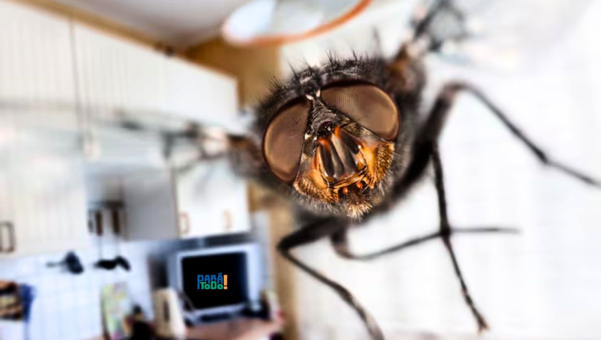 Con este truco, las moscas no se acercarán a la cocina de tu casa. Con este truco, las moscas no se acercarán a la cocina de tu casa.