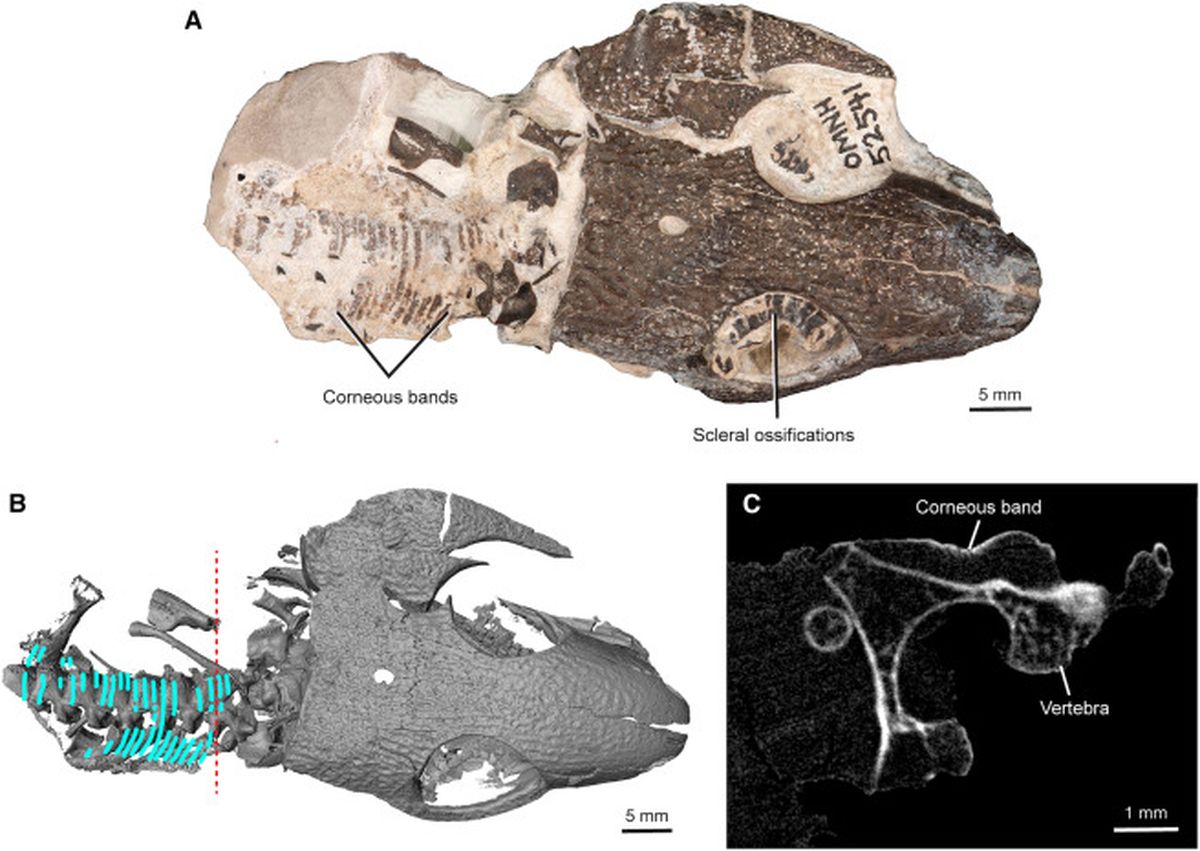 La muestra que llevó al increíble descubrimiento. La muestra que llevó al increíble descubrimiento.