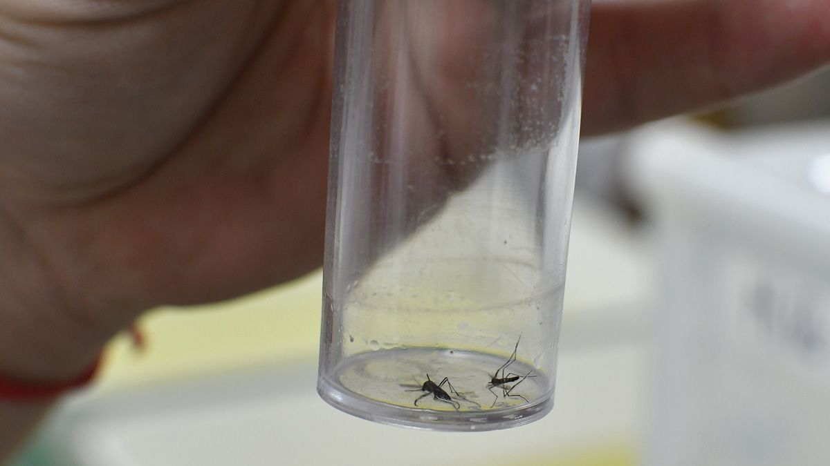 La técnica de irradiar mosquitos machos para volverlos estériles permite que al copular con una hembra no se reproduzcan