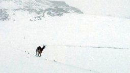 Cerraron la Laguna del Diamante por un temporal de nieve