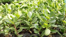 Un chorrito de esta infusión hará crecer tu árbol de Jade