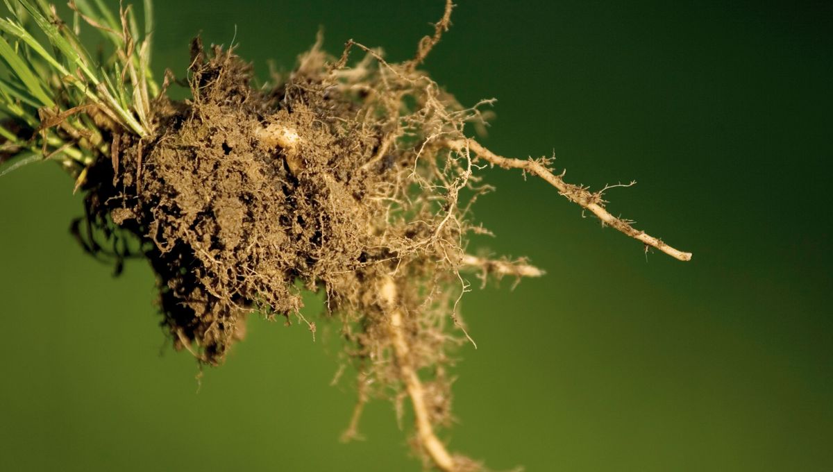 Cada planta tiene un tiempo y modo de poda diferente Cada planta tiene un tiempo y modo de poda diferente