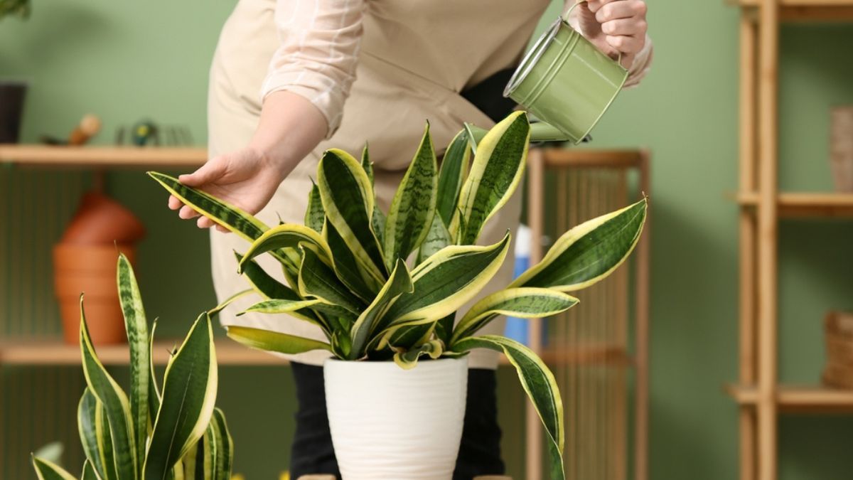 Esta es la forma correcta de regar una sansevieria en junio.
