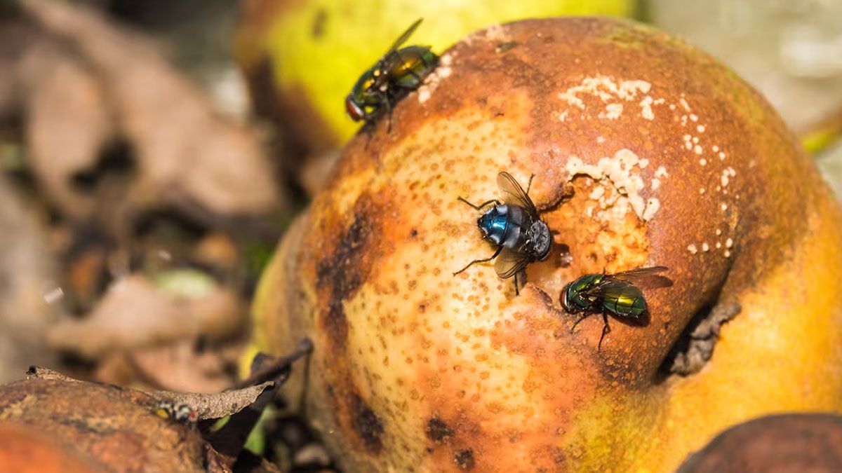Las moscas aprovechan el calor y la descomposici&oacute;n de la comida para alimentarse.